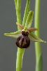 <em>Ophrys cretensis</em>